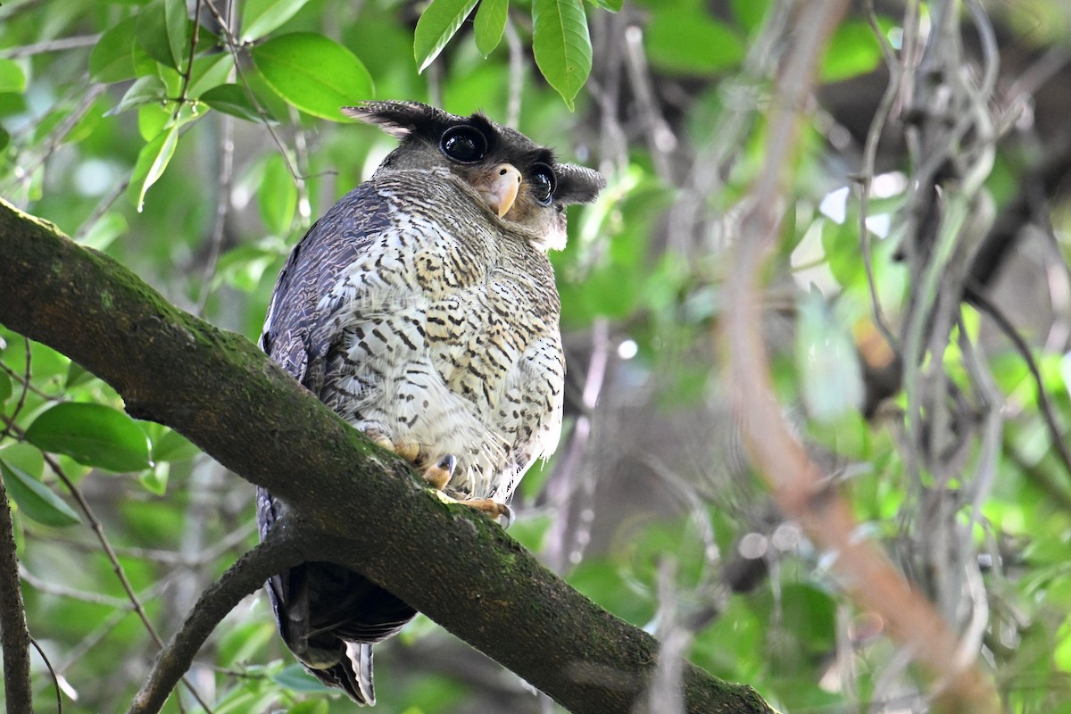 Barred Eagle-Owl - ML646501020