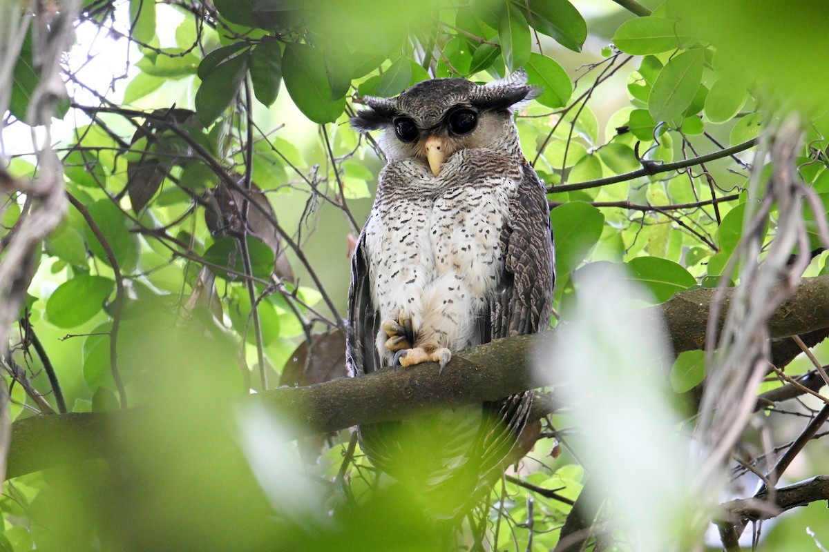 Barred Eagle-Owl - ML646501021