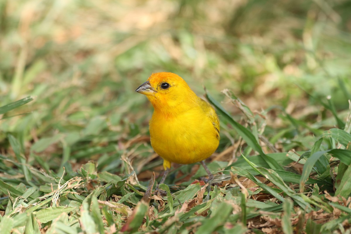Saffron Finch - ML646501022