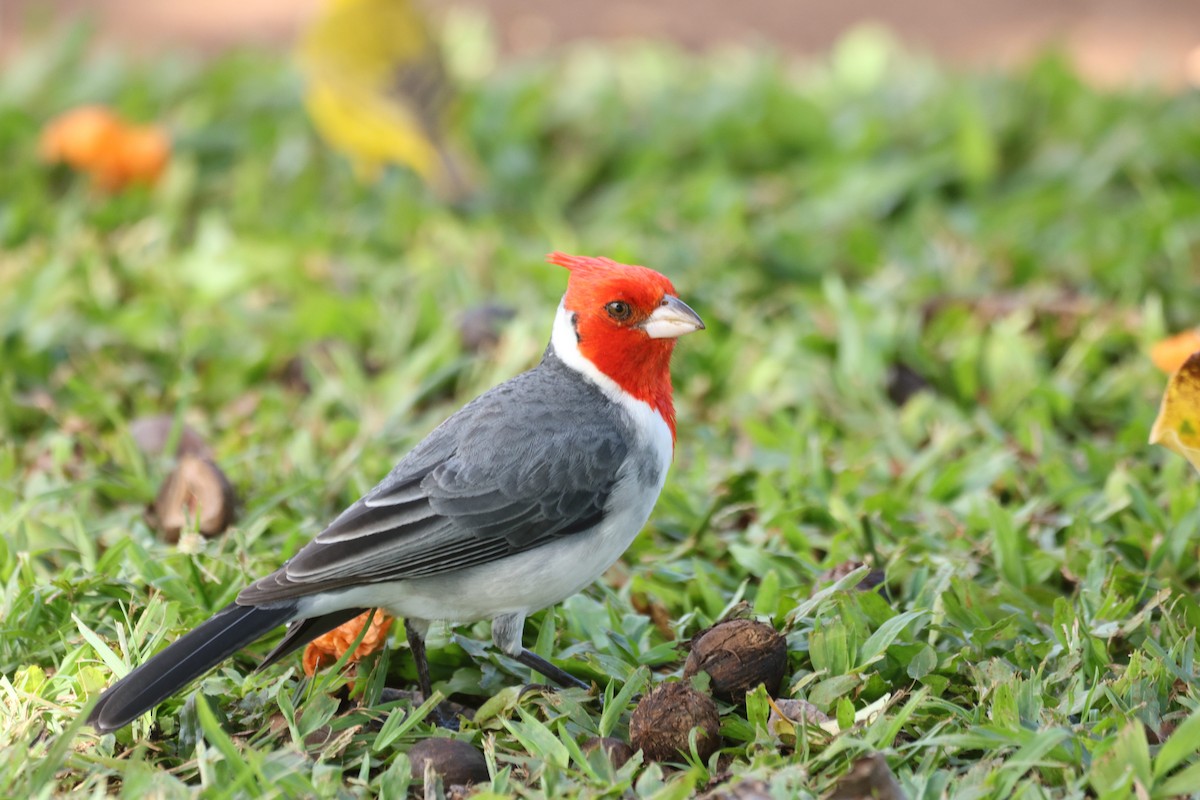 Red-crested Cardinal - ML646501024