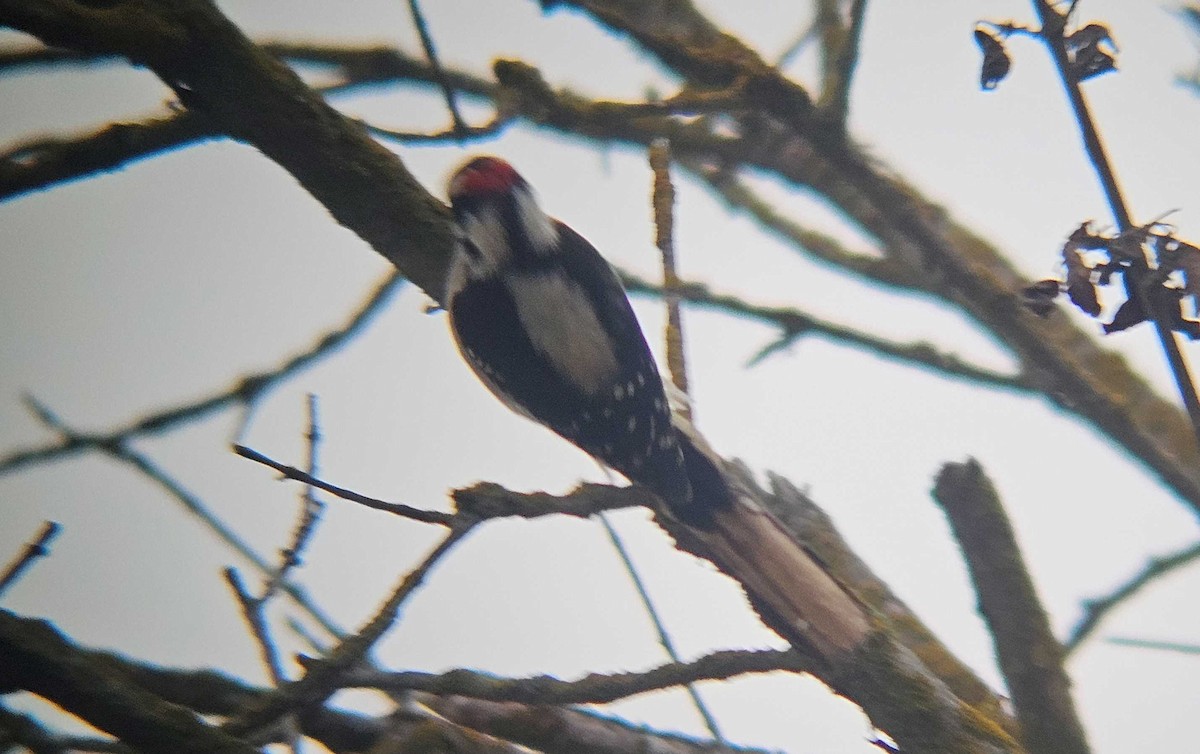 Dunenspecht - ML646501026