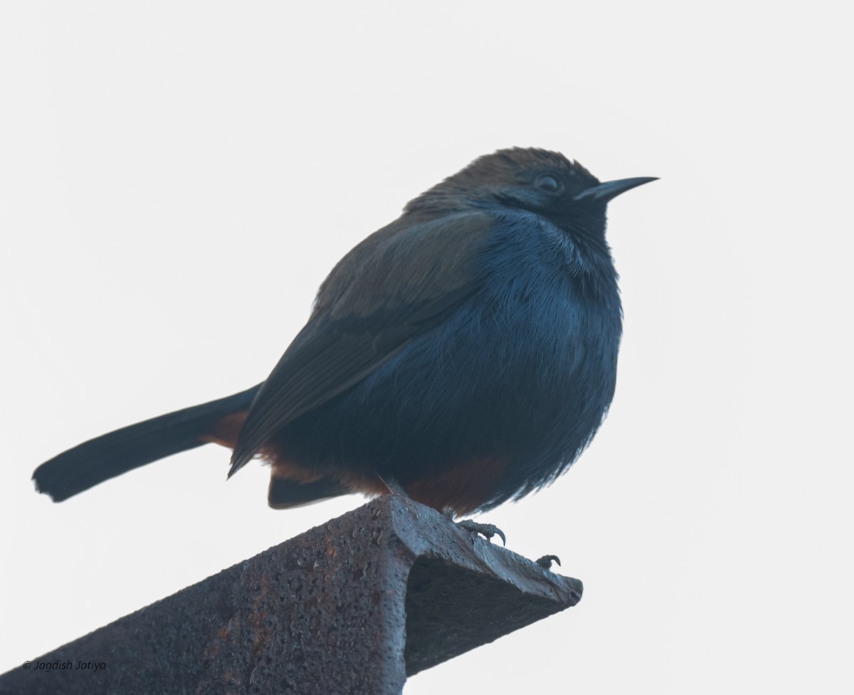 Indian Robin - ML646501028