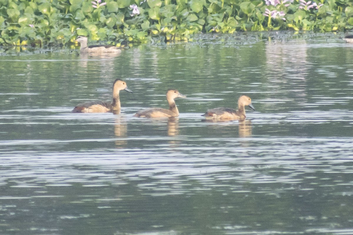Lesser Whistling-Duck - ML646501031