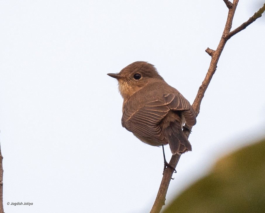 Red-breasted Flycatcher - ML646501035