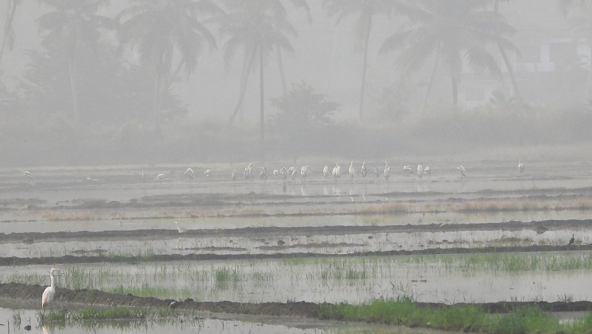 Painted Stork - ML646501036