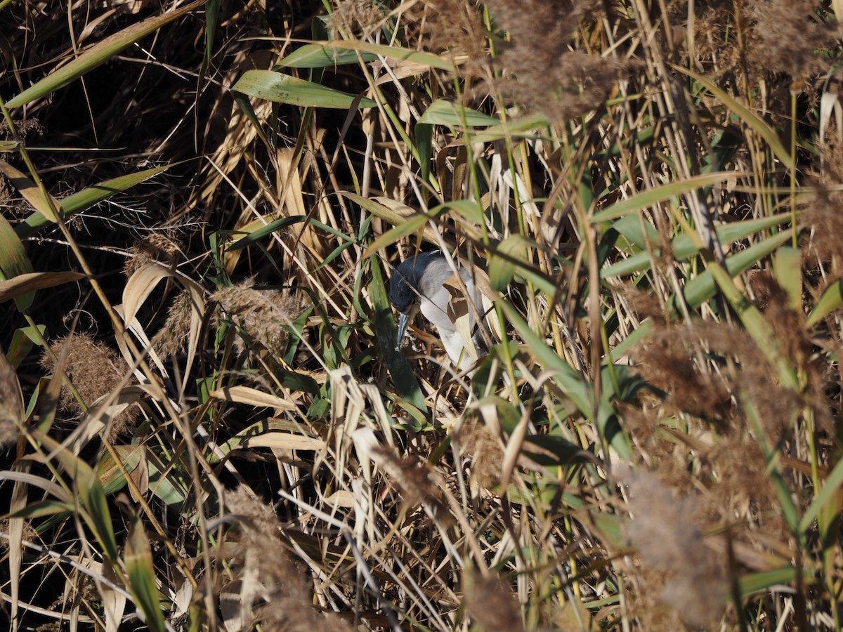 Квак звичайний - ML646501037