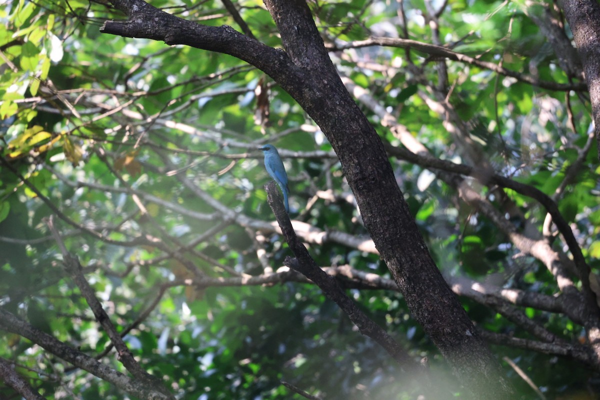 Verditer Flycatcher - ML646501038