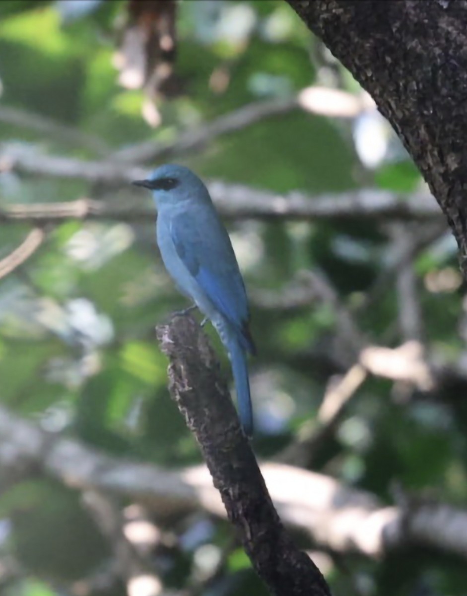 Verditer Flycatcher - ML646501039