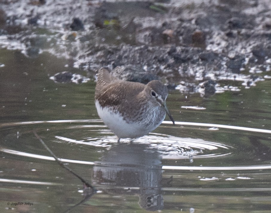 Green Sandpiper - ML646501040