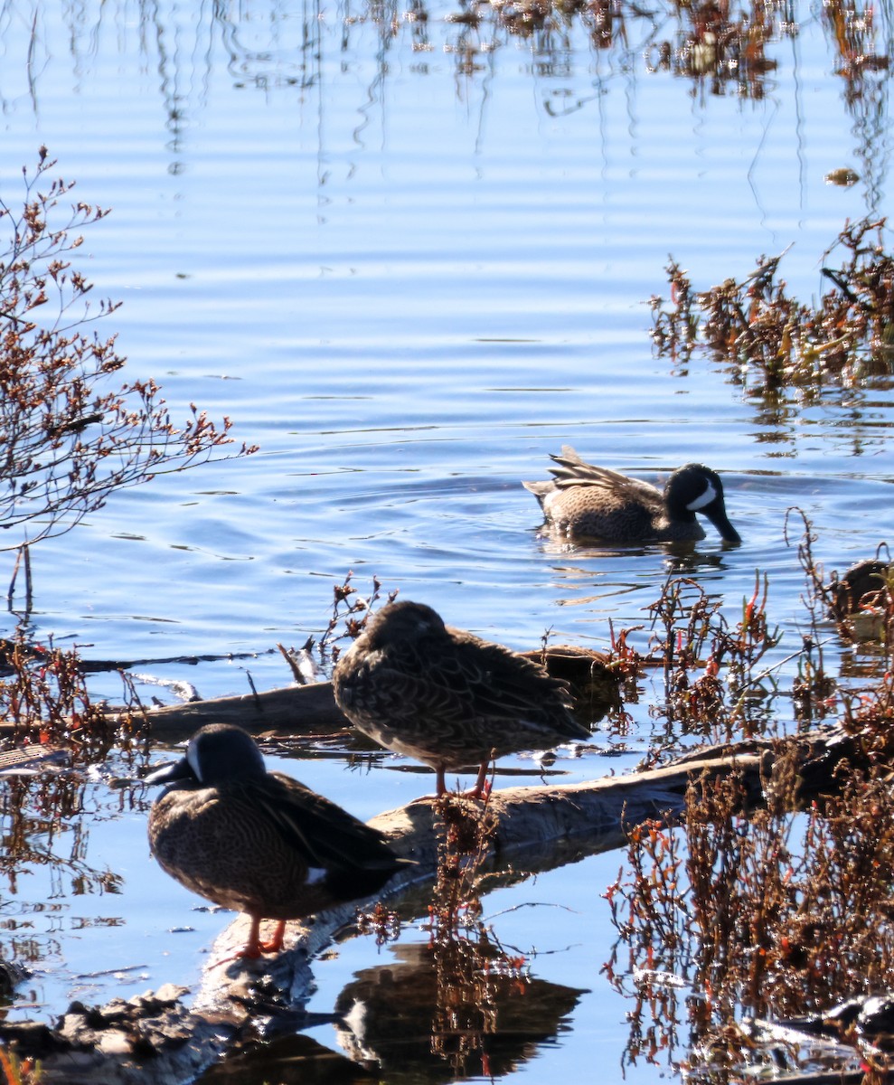 Blue-winged Teal - ML646501041