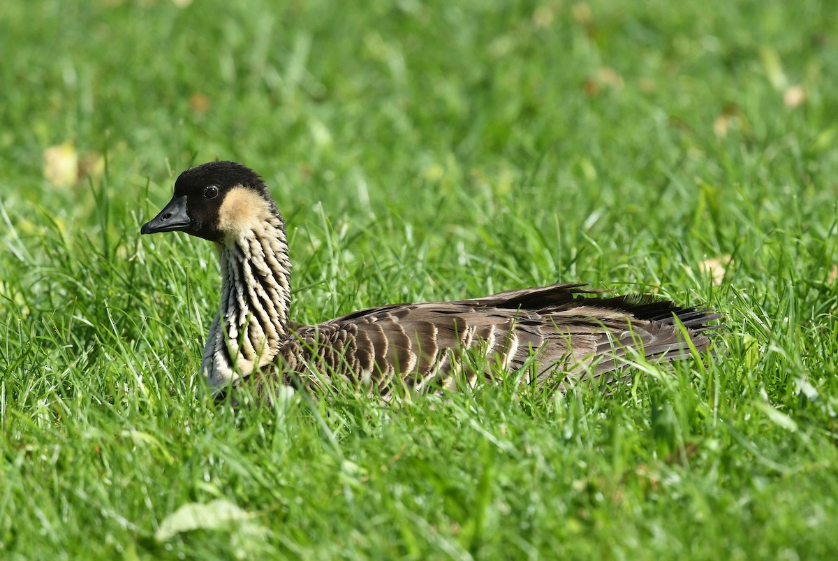 Hawaiian Goose - ML646501046