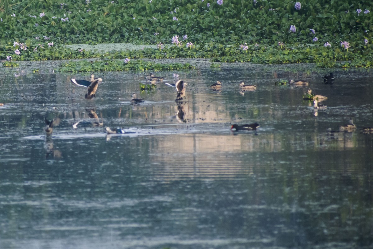 Cotton Pygmy-Goose - ML646501049