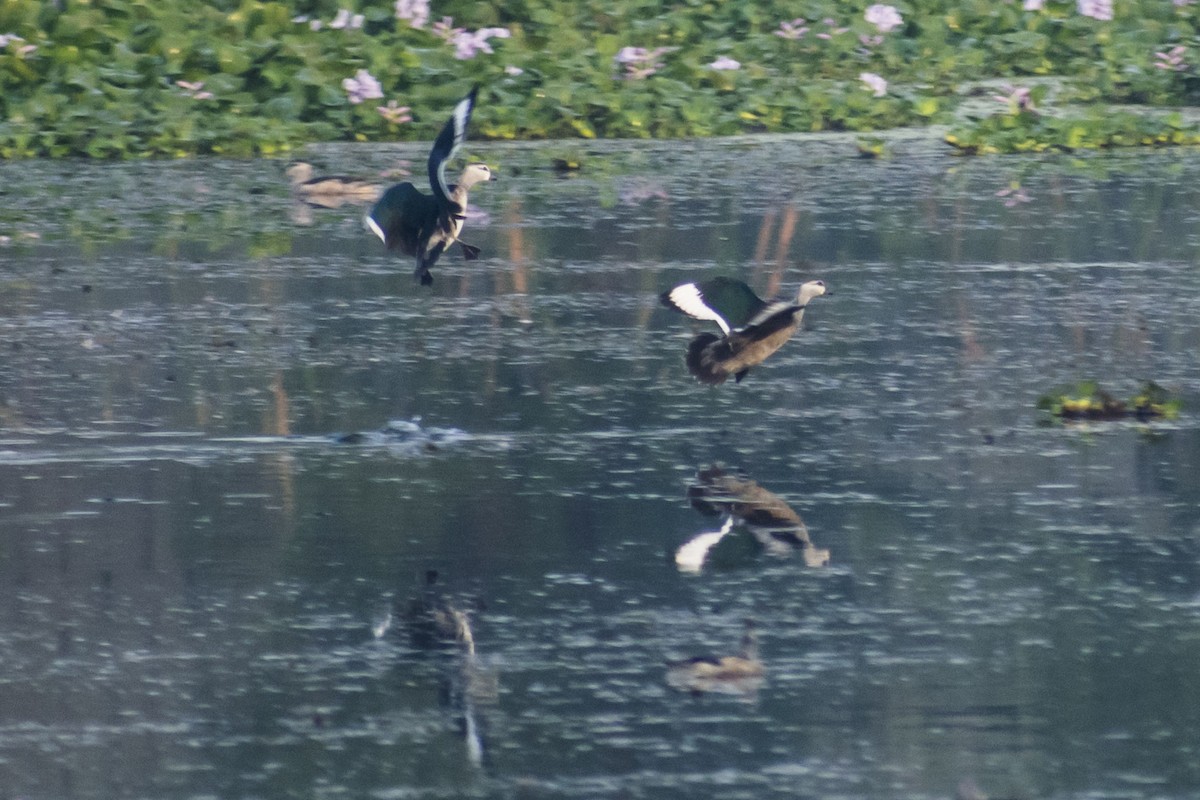 Cotton Pygmy-Goose - ML646501050