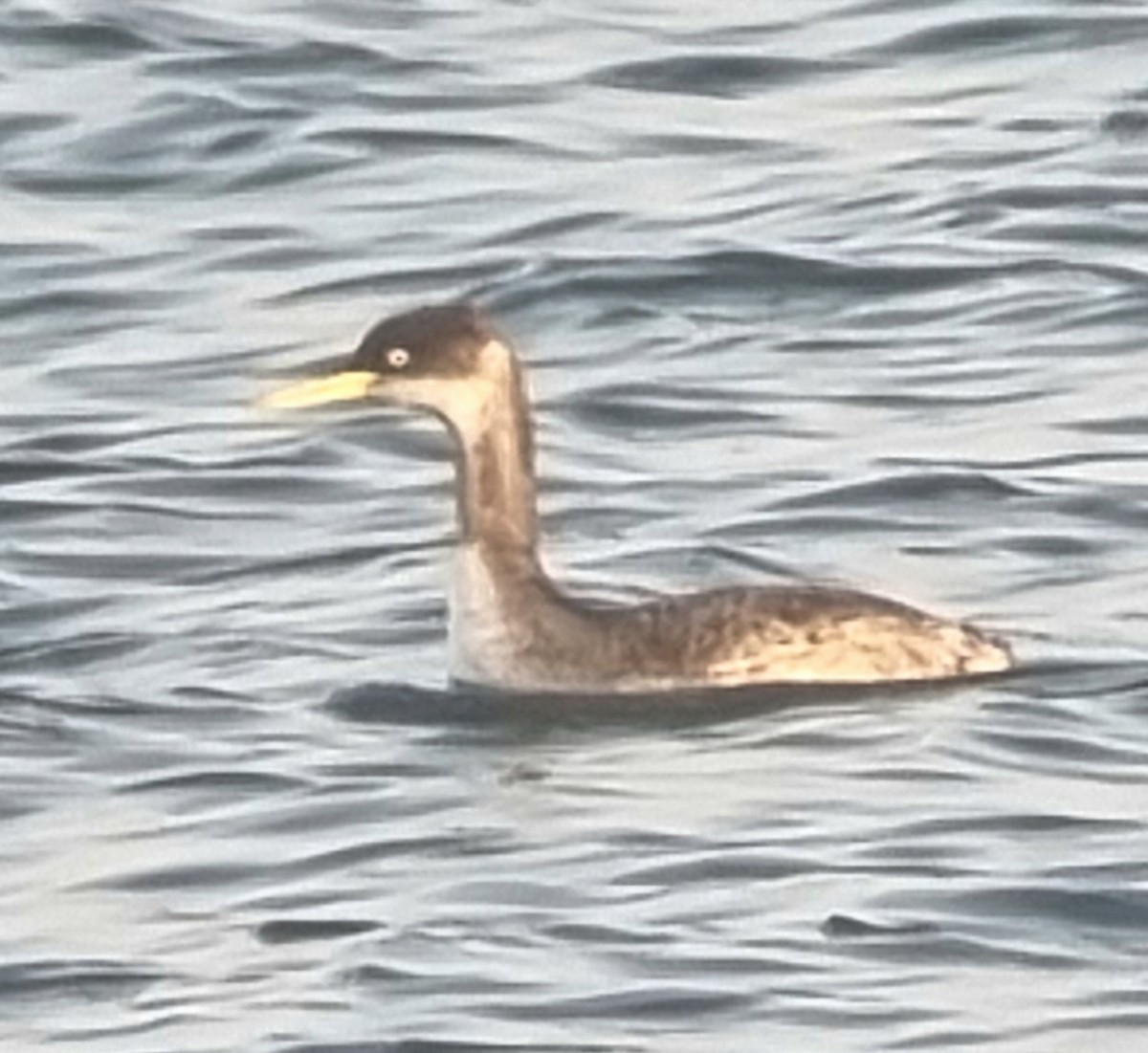 Red-necked Grebe - ML646501051