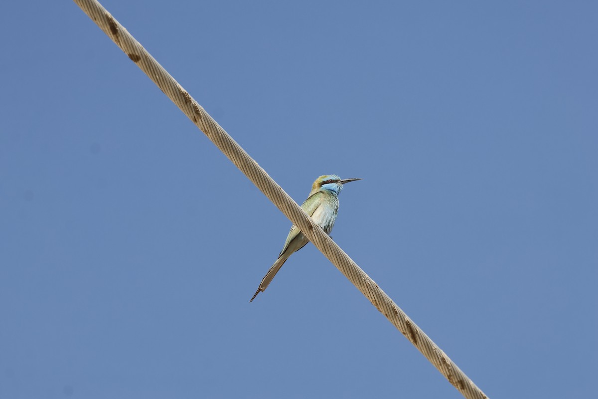 Arabian Green Bee-eater - ML646501052