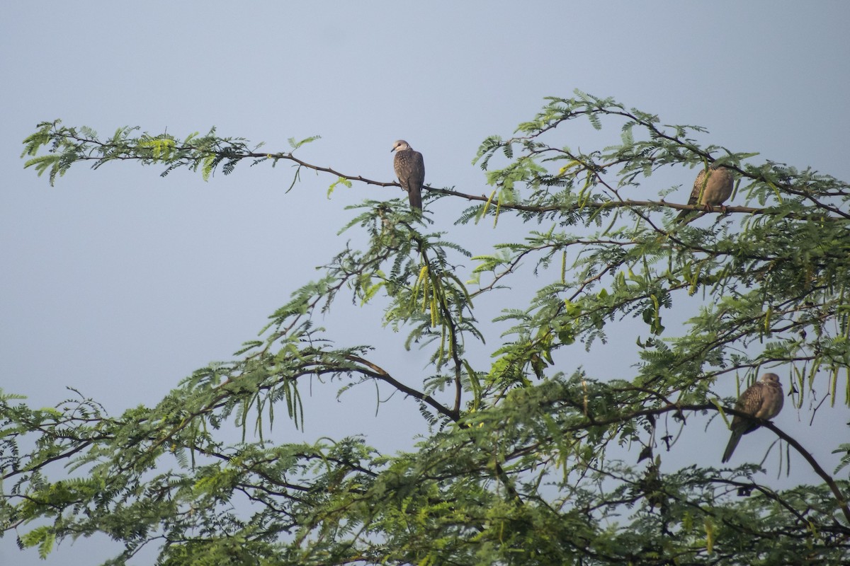 Spotted Dove - ML646501056