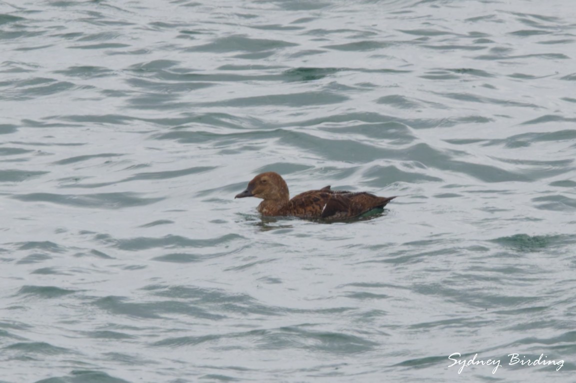 Гага-гребенушка - ML646501057