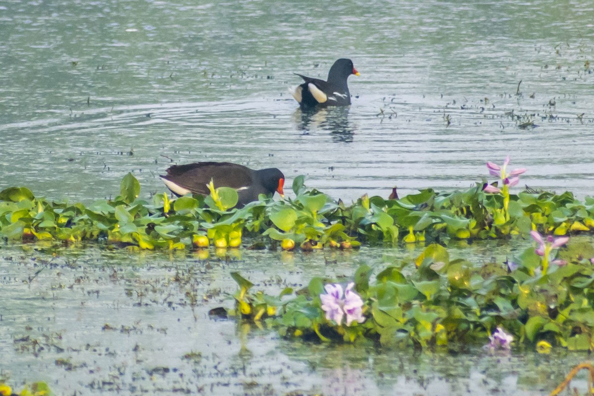 Eurasian Moorhen - ML646501063
