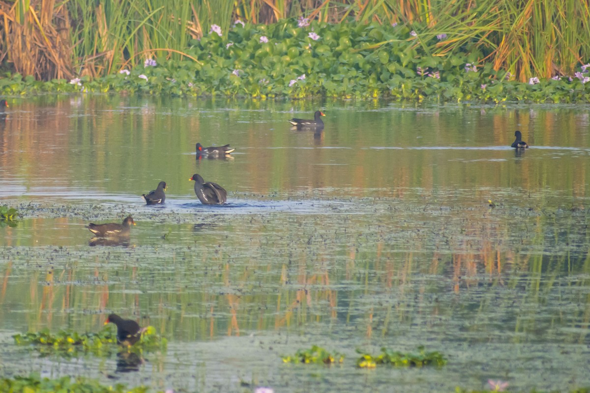 Eurasian Moorhen - ML646501064