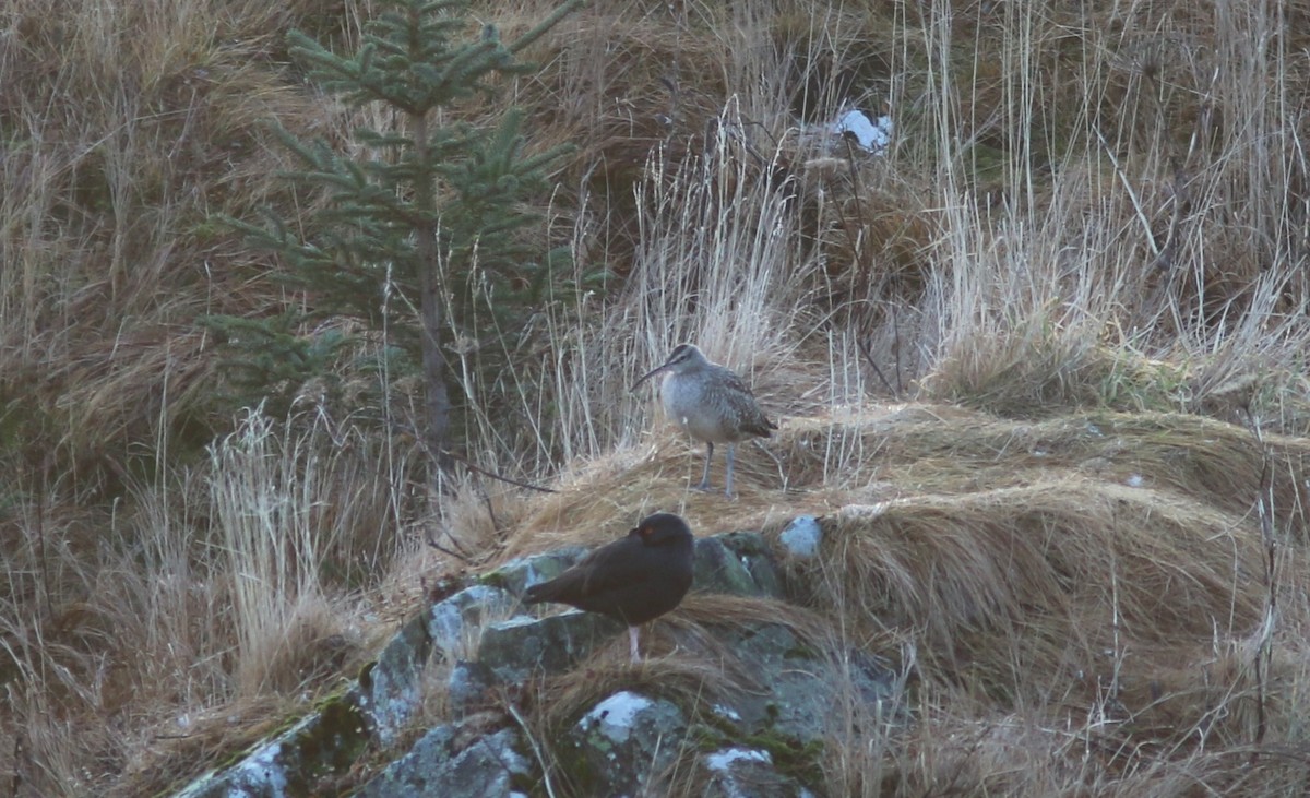 koliha hudsonská - ML646501065