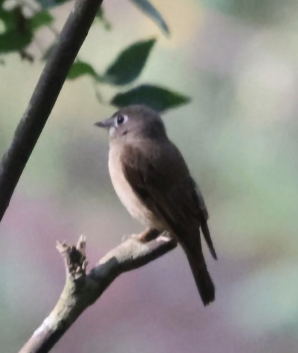 Brown-breasted Flycatcher - ML646501066