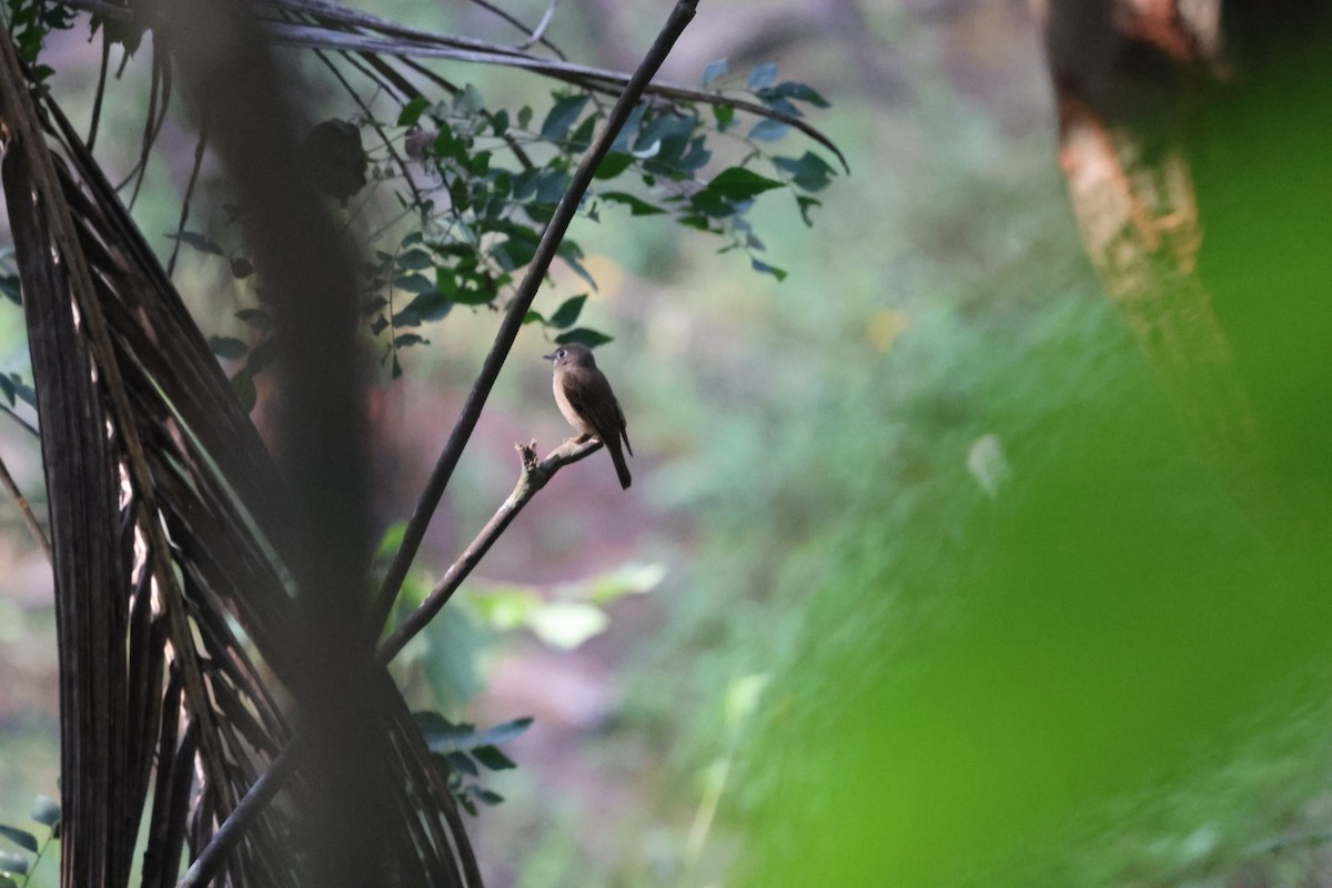 Brown-breasted Flycatcher - ML646501067