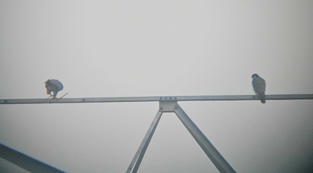 Peregrine Falcon - ML646501068