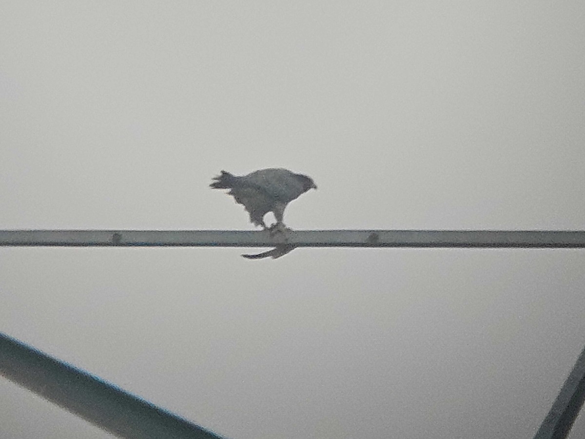 Peregrine Falcon - ML646501069