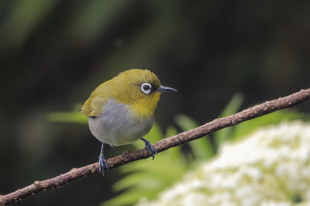 Indian White-eye - ML646501071