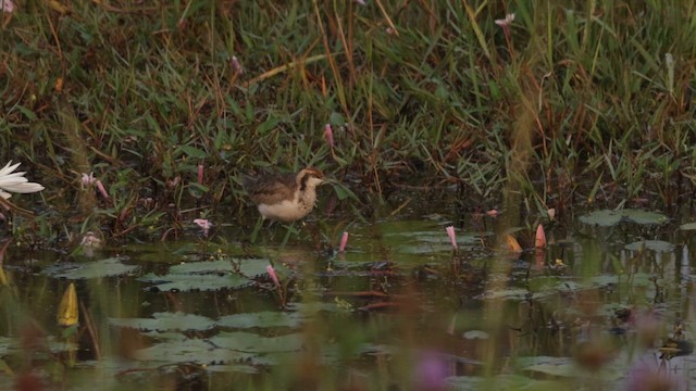 Pheasant-tailed Jacana - ML646501072