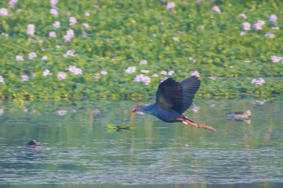 Gray-headed Swamphen - ML646501073
