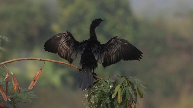 Little Cormorant - ML646501074