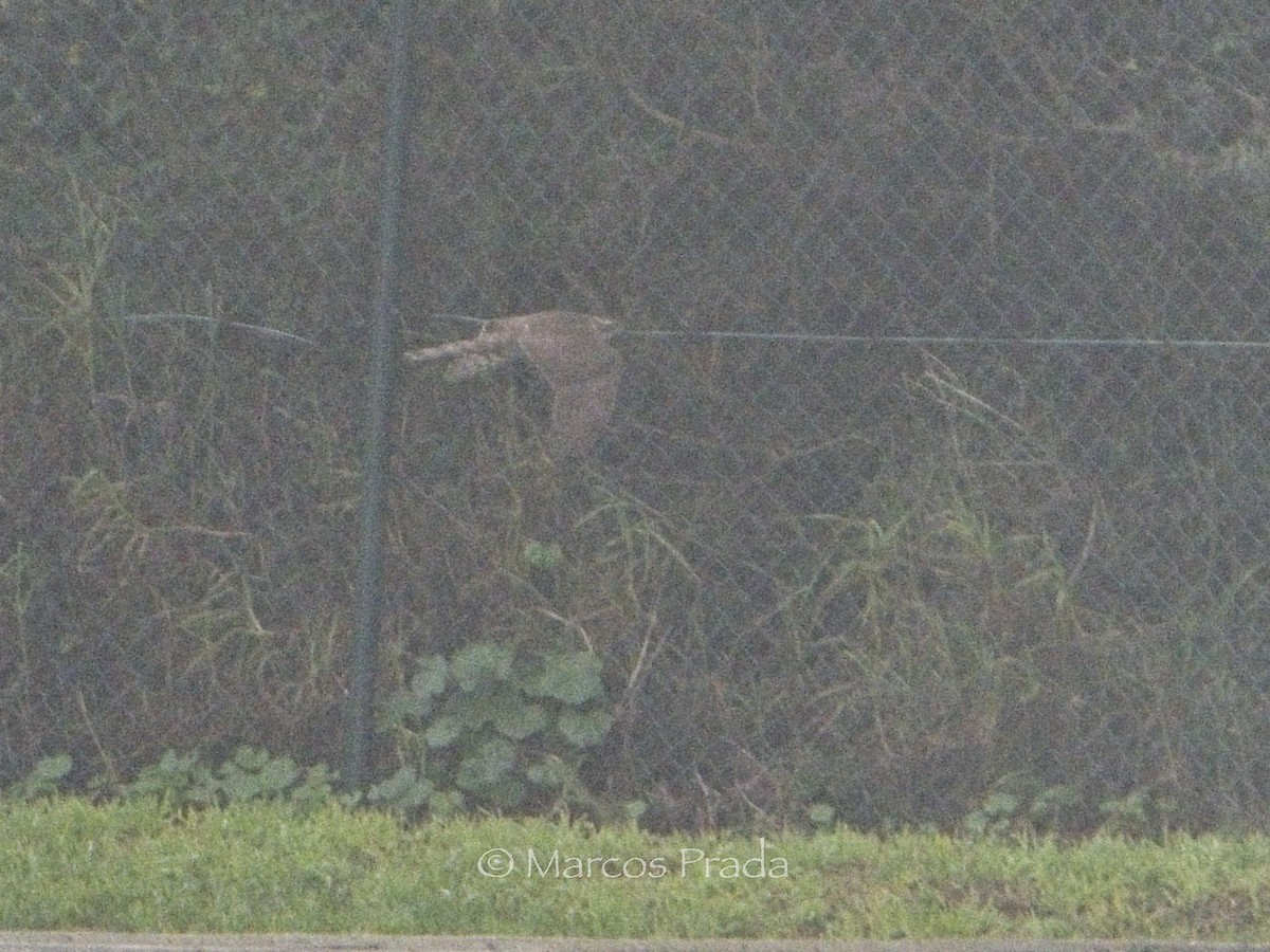 Eurasian Goshawk - ML646501077