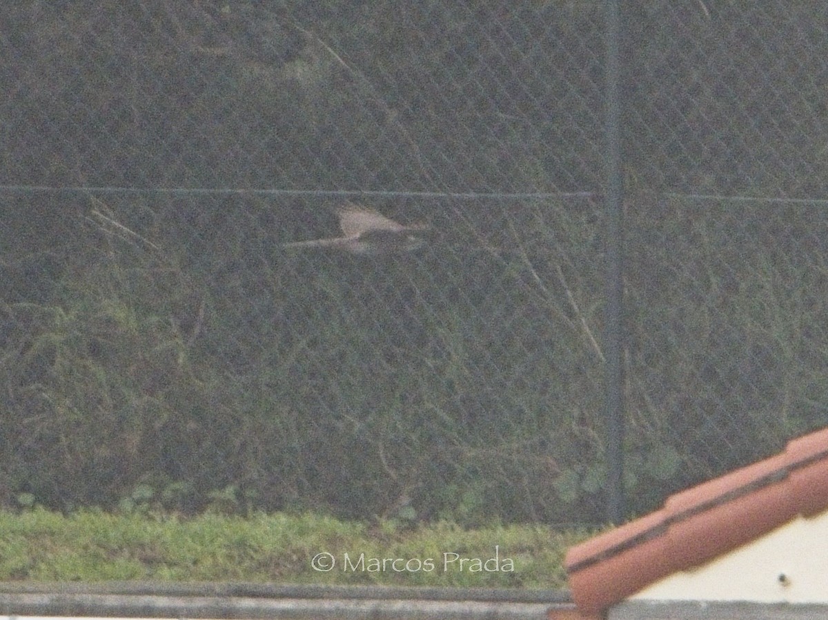 Eurasian Goshawk - ML646501078