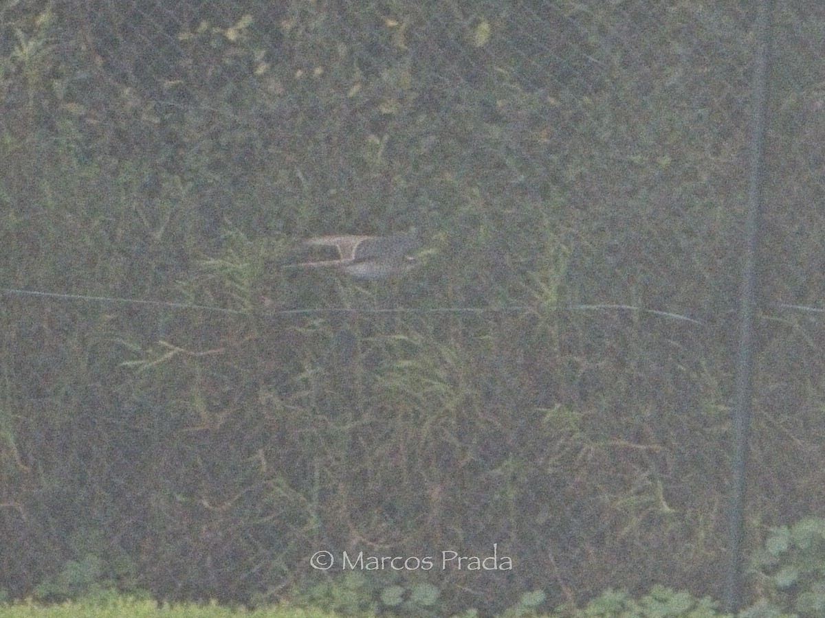 Eurasian Goshawk - ML646501079