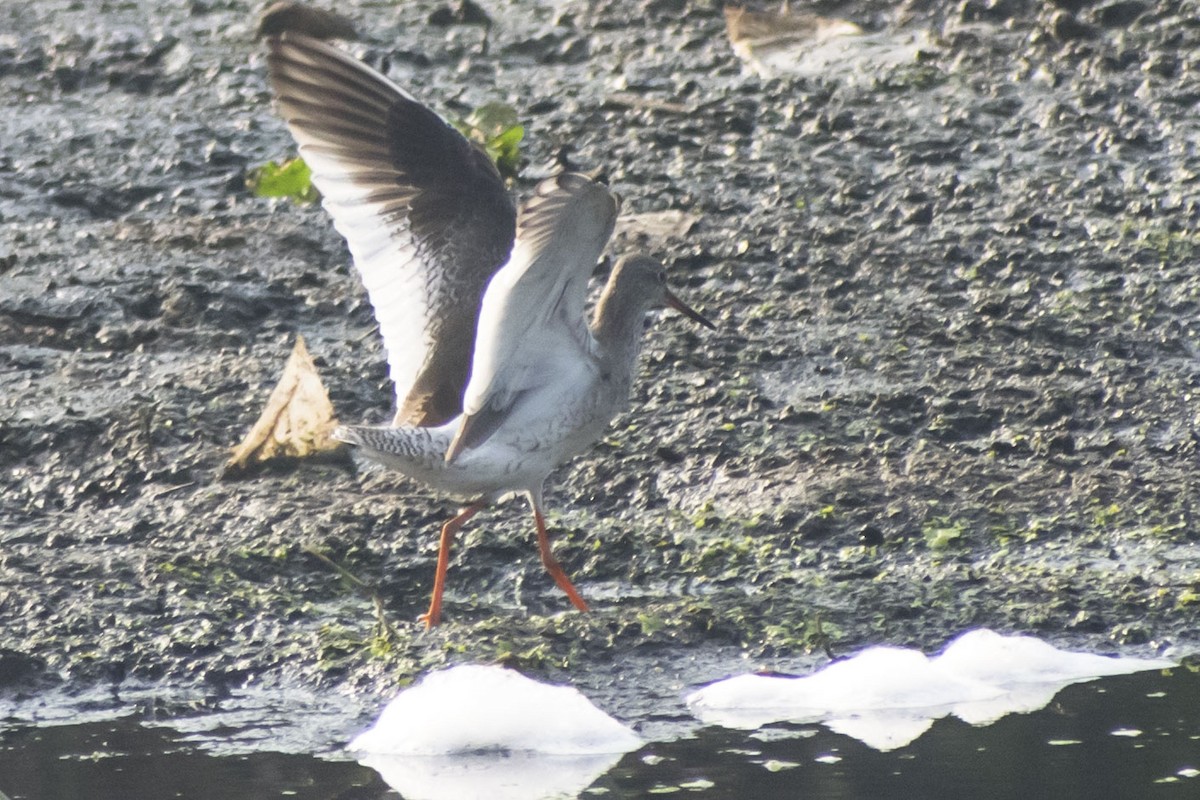 Common Redshank - ML646501082