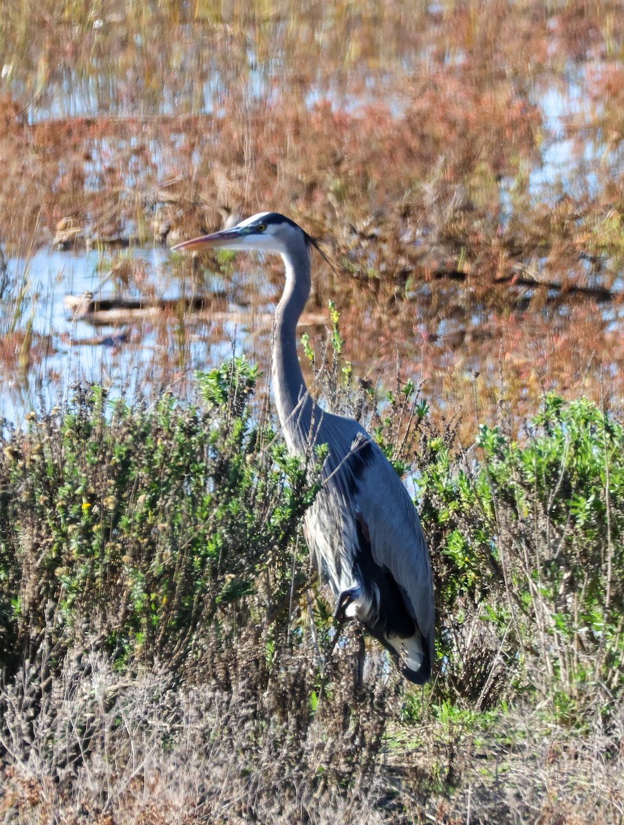 オオアオサギ - ML646501083