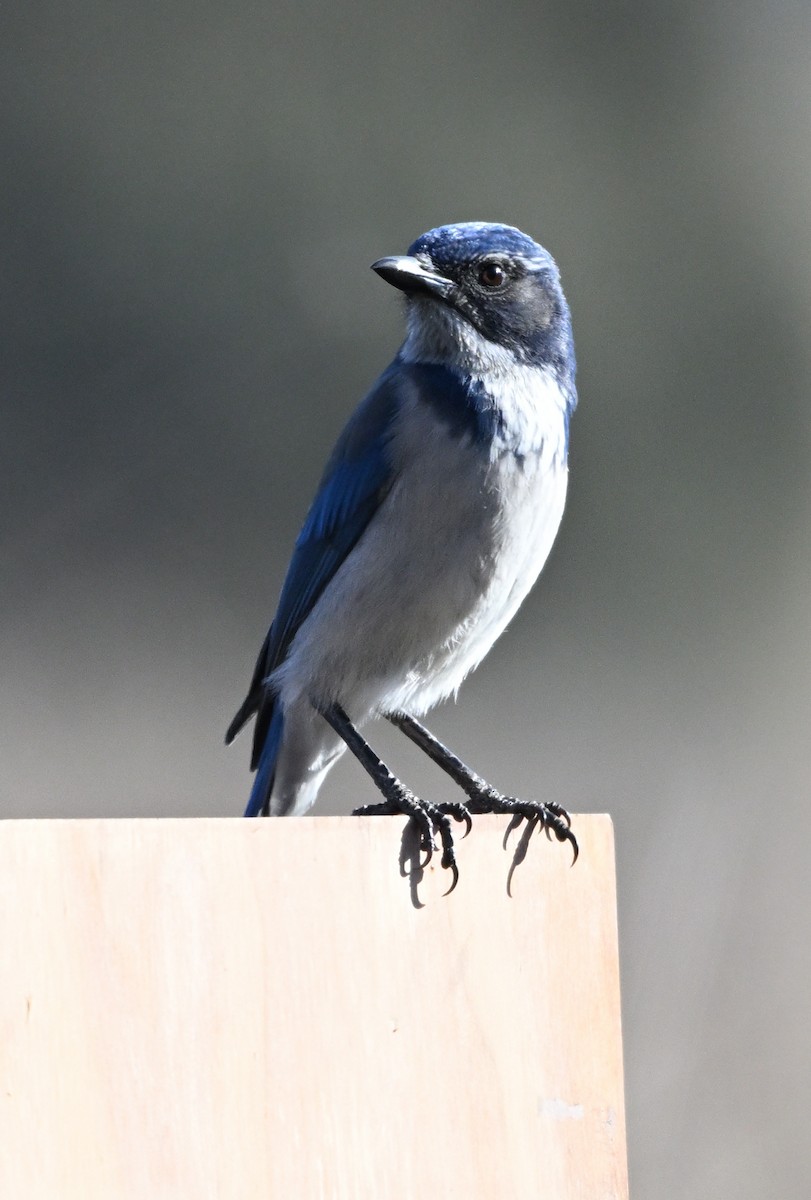 California Scrub-Jay - ML646501086