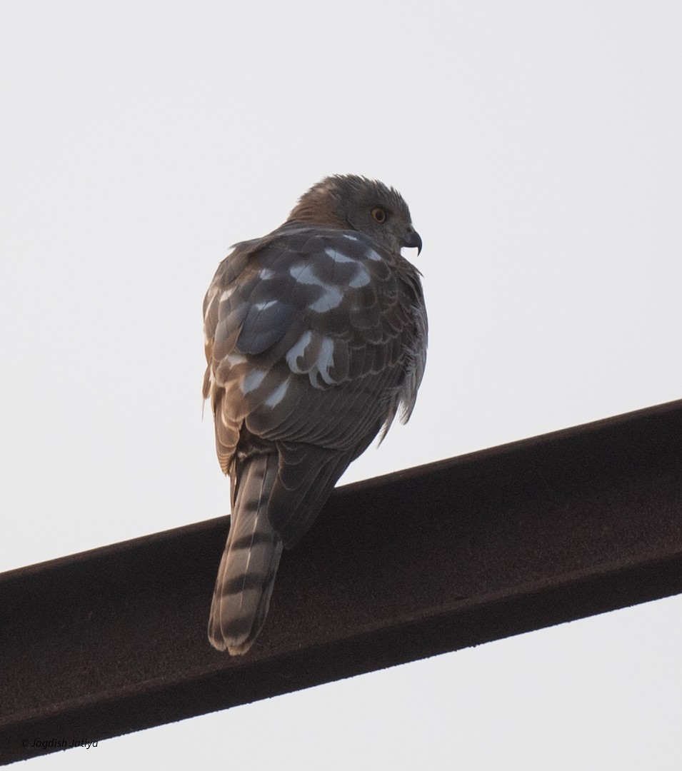 Shikra - ML646501088