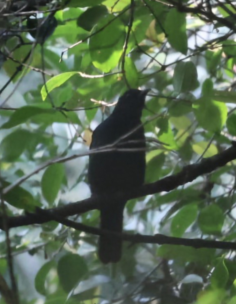 Asian Fairy-bluebird - ML646501089