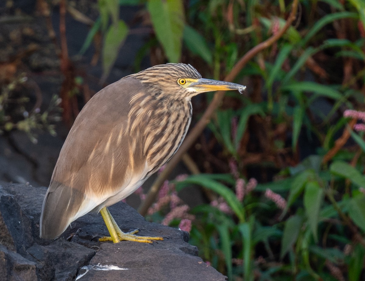 Indian Pond-Heron - ML646501093
