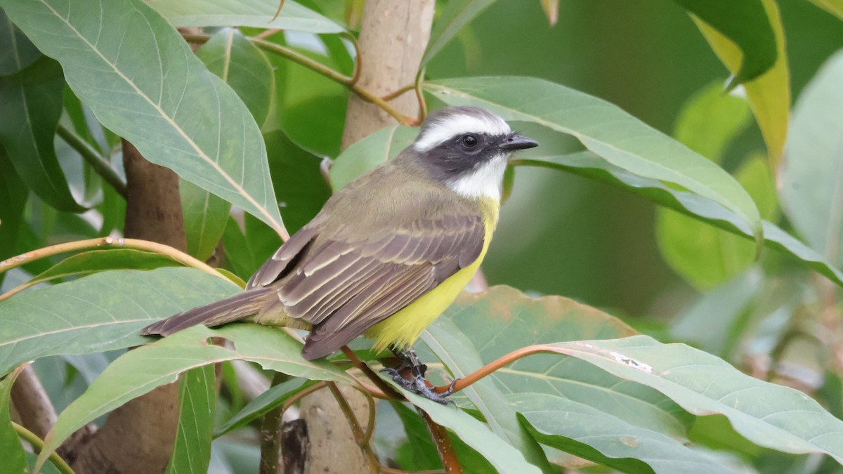 Красношапочный бентеви [группа texensis] - ML646501096