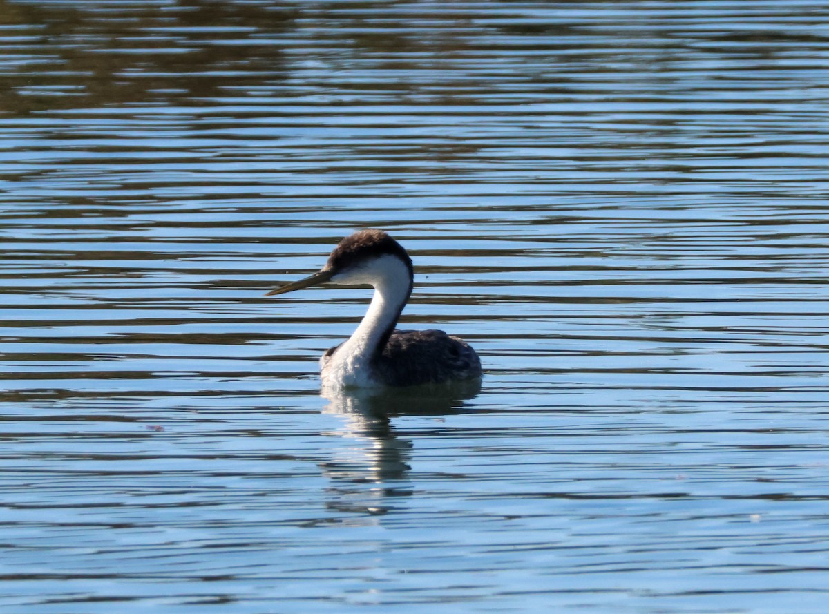 Western Grebe - ML646501097