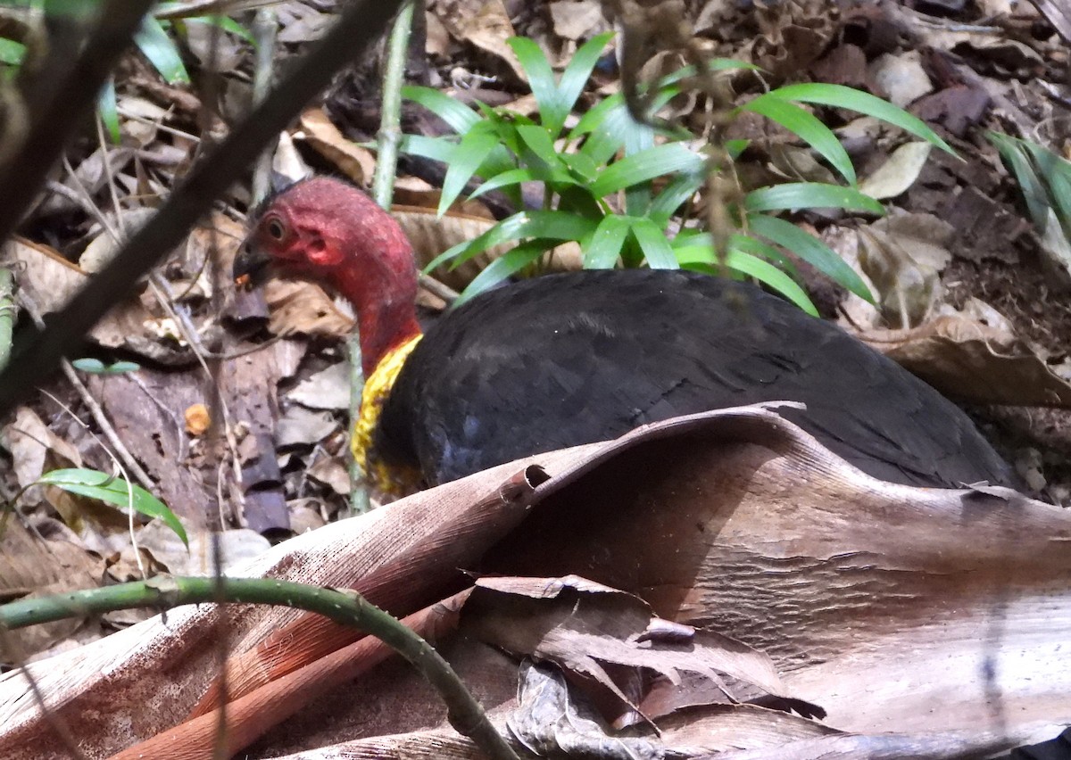 Australian Brushturkey - ML646501098