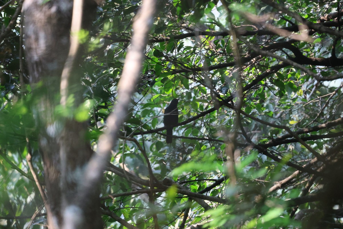 Asian Fairy-bluebird - ML646501100