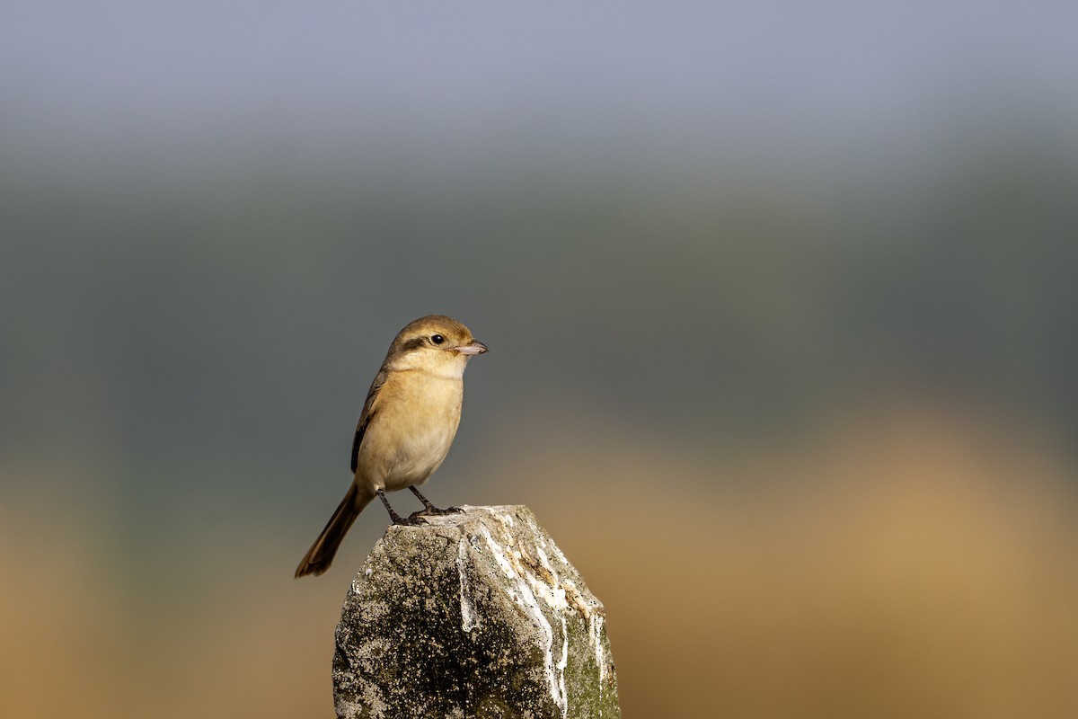 Isabellwürger - ML646501104