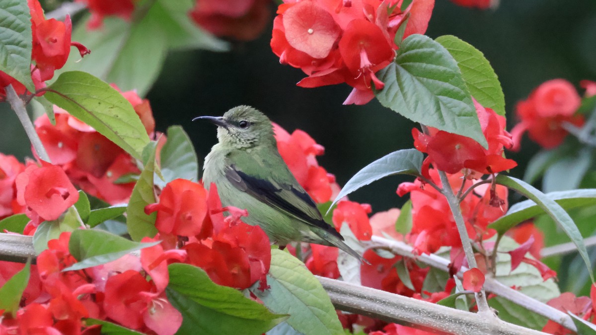Red-legged Honeycreeper - ML646501105