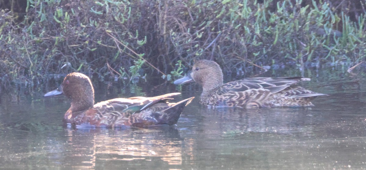 アカシマアジ - ML646501106