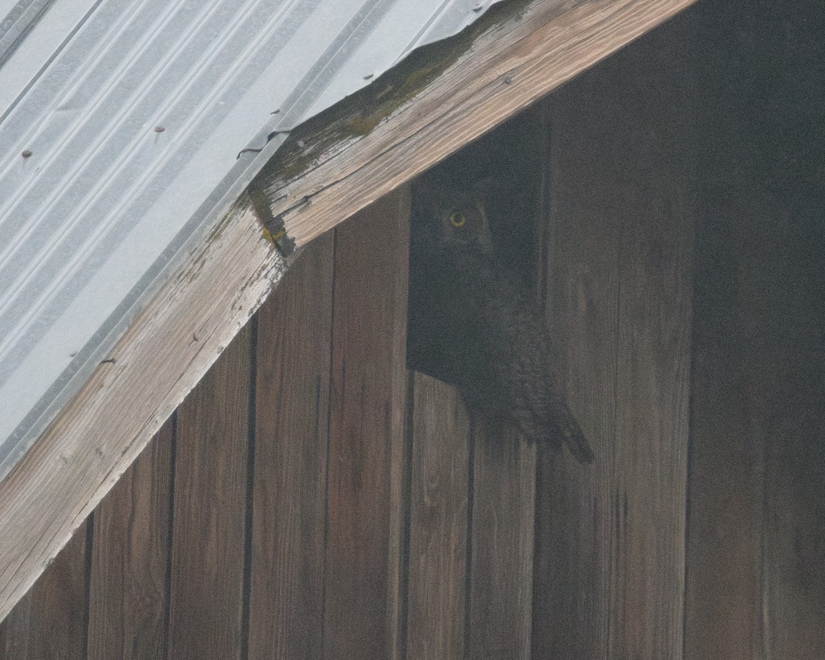 Great Horned Owl - ML646501107