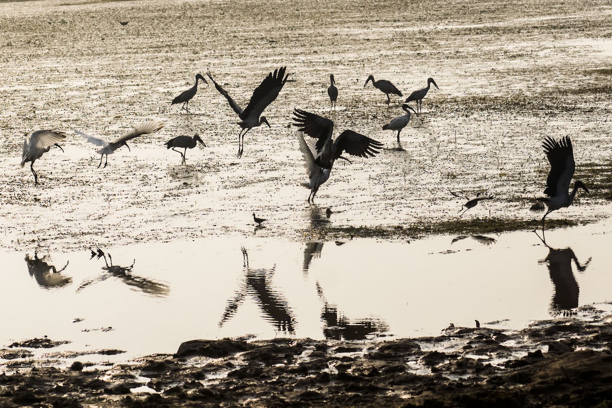 Asian Openbill - ML646501110